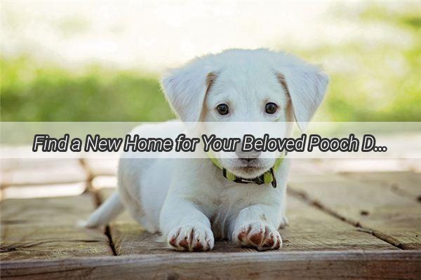 Find a New Home for Your Beloved Pooch Discover How to Sell Your Dog Today